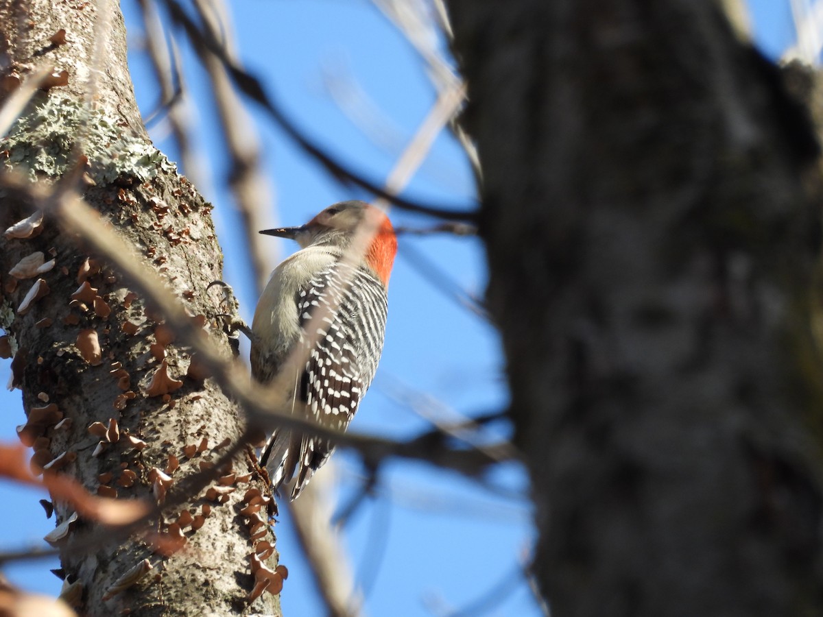 Red-bellied Woodpecker - ML647263679
