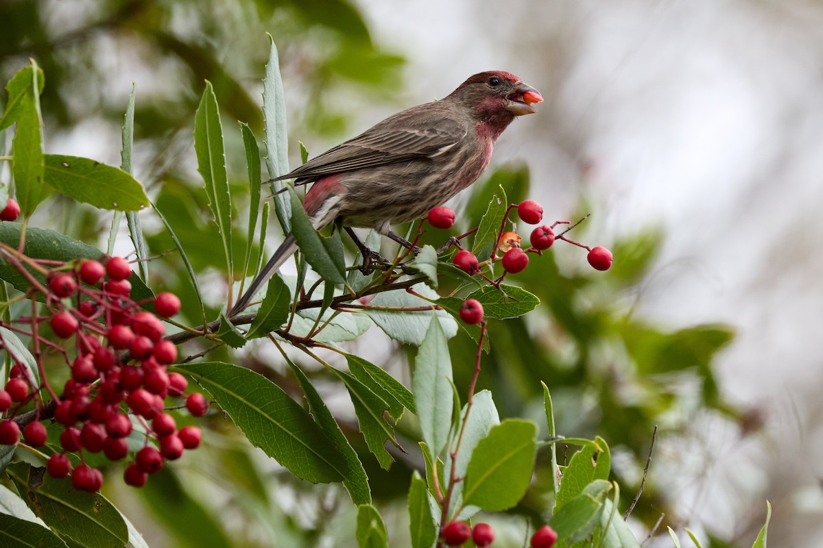 House Finch - ML647263680