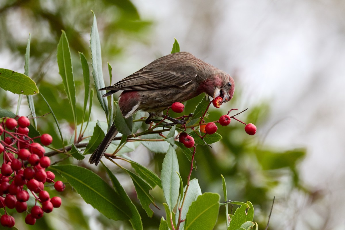 House Finch - ML647263681