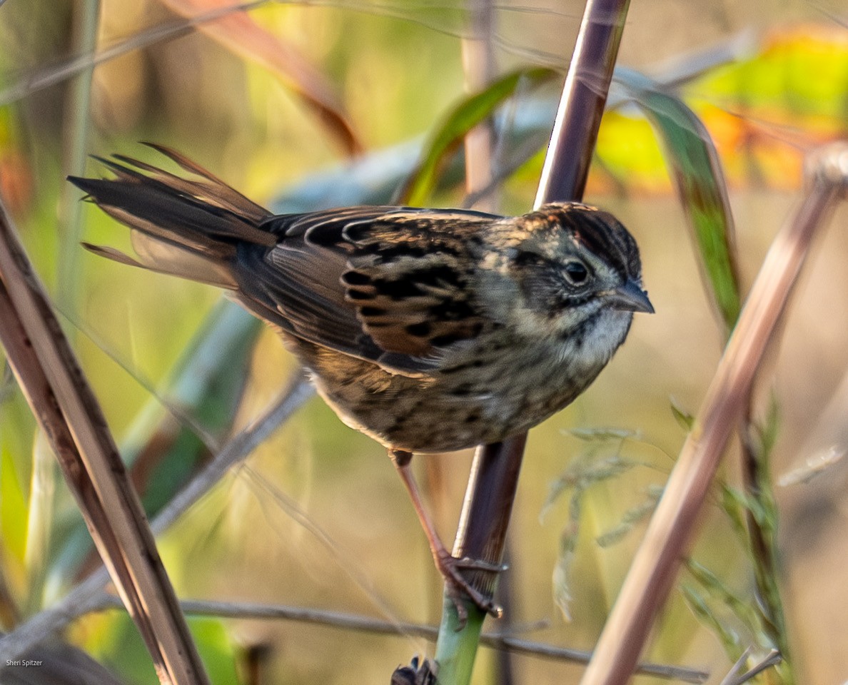 Swamp Sparrow - ML647263683