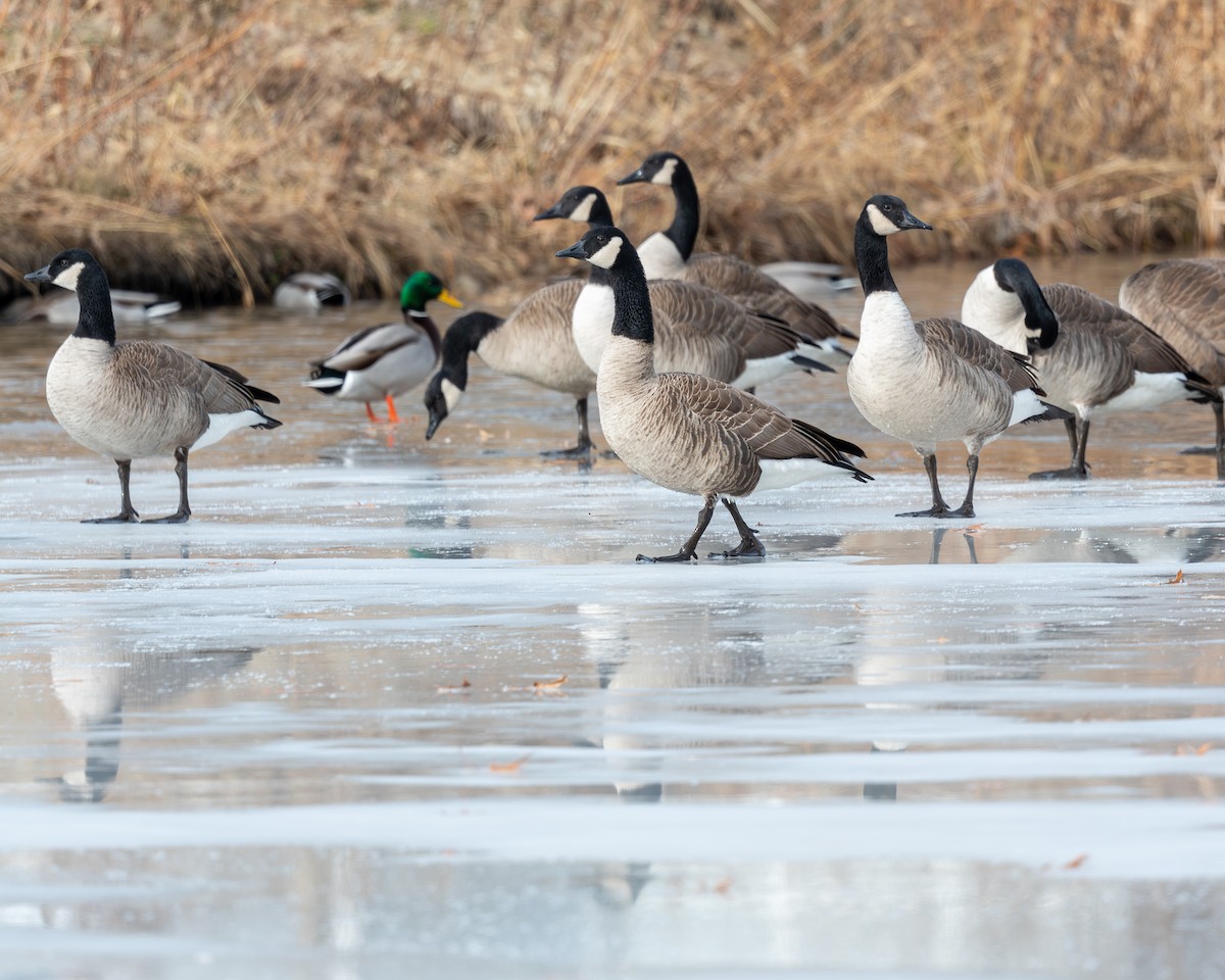 Canada Goose - ML647263685