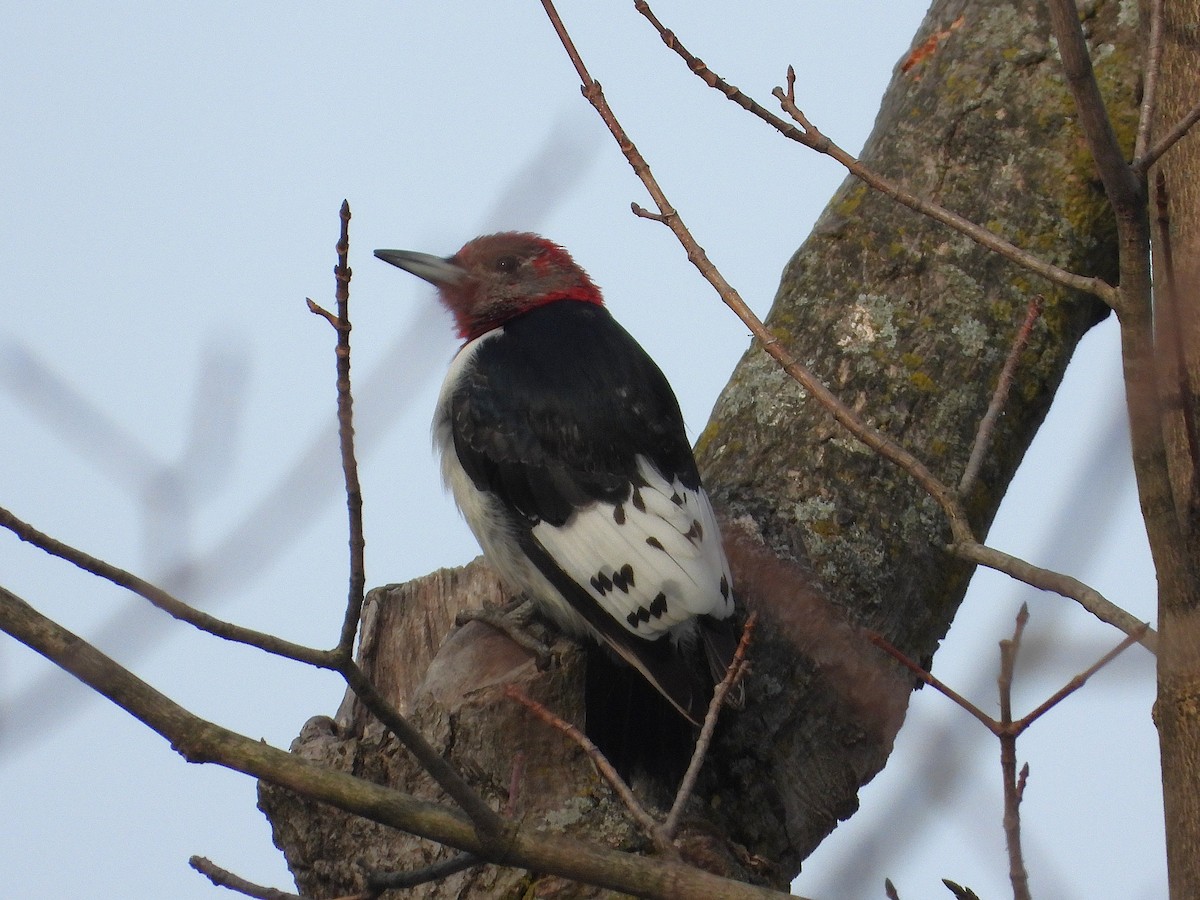 Red-headed Woodpecker - ML647263694