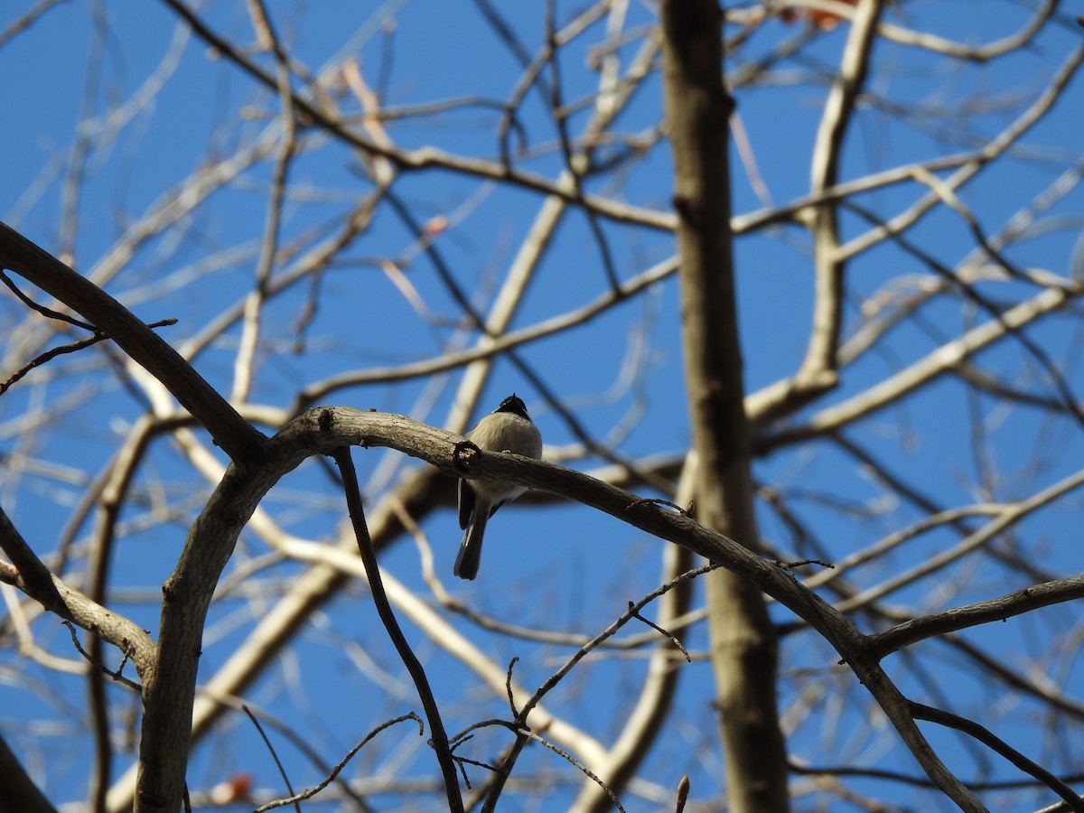 Каролинская гаичка - ML647263697