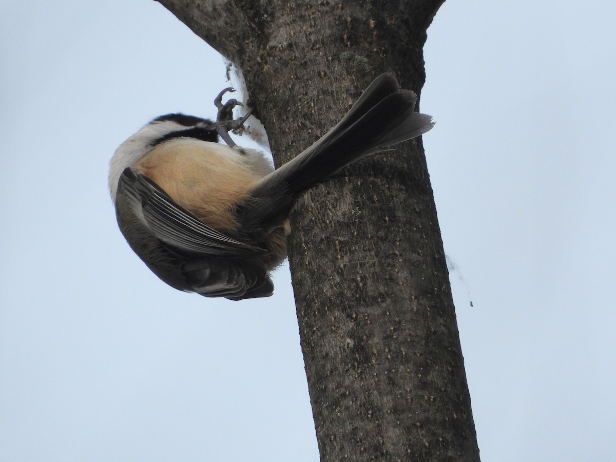 Black-capped Chickadee - ML647263700