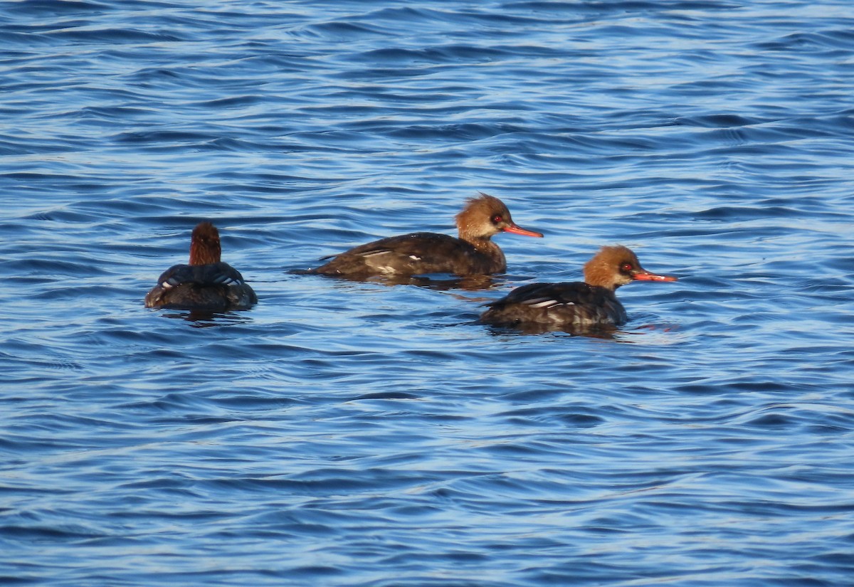 Serreta Mediana - ML647263701