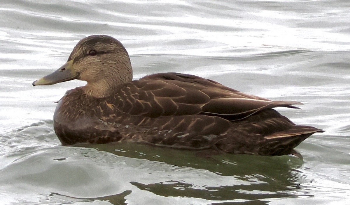 American Black Duck - ML647263704