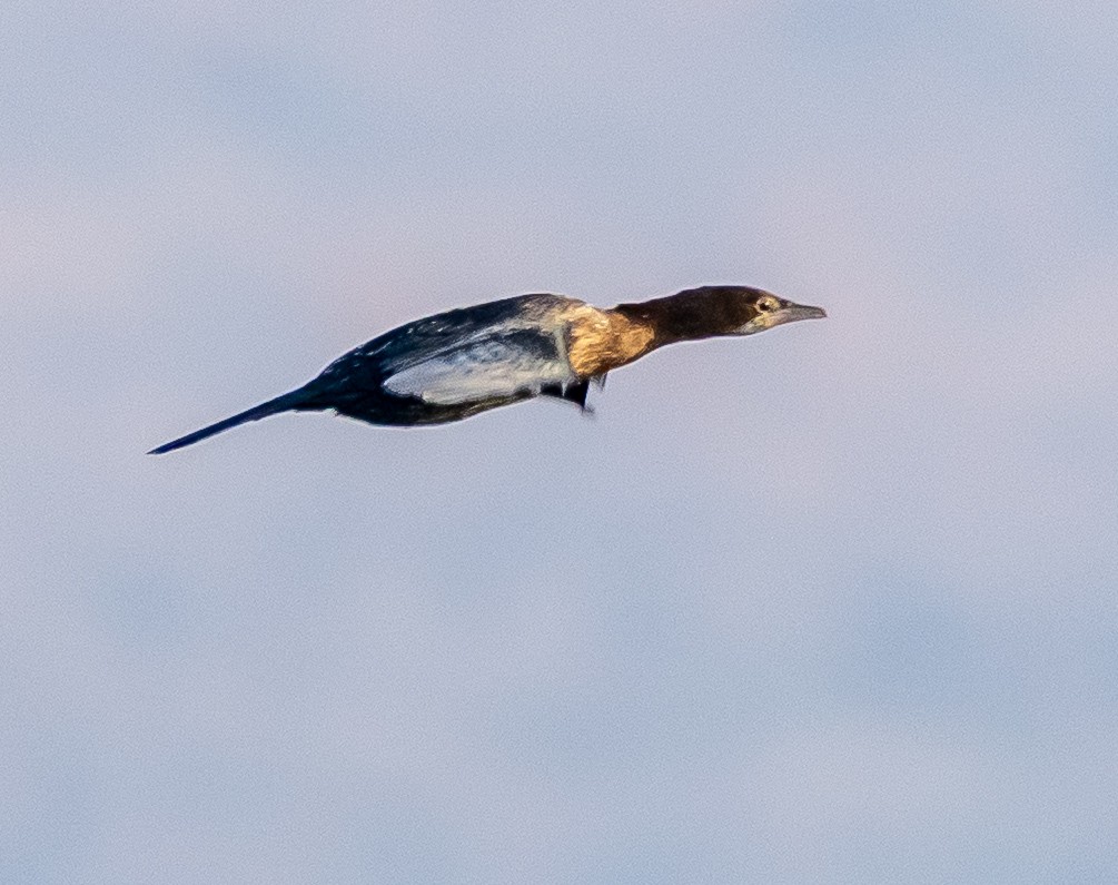 Баклан малий - ML647263708