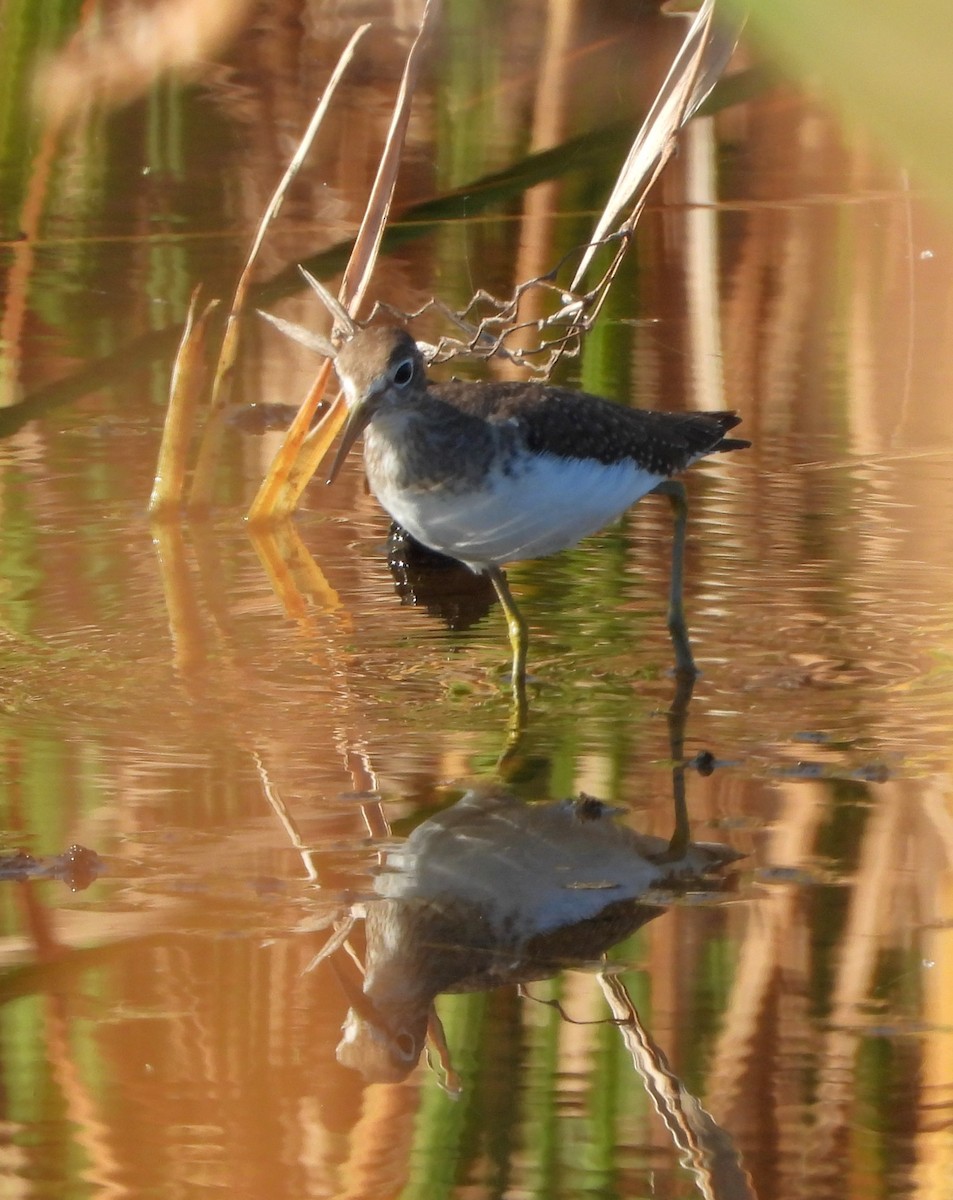 Solitary Sandpiper - ML647263712