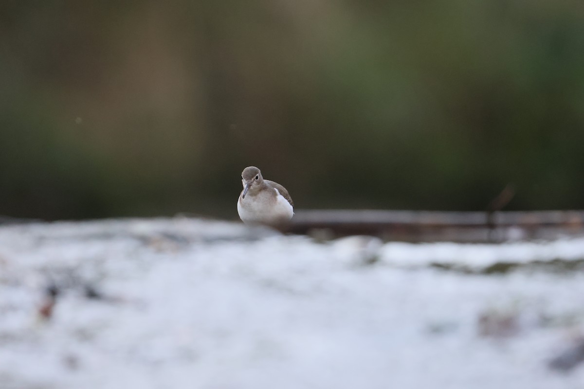 Piro piro macchiato - ML647263716