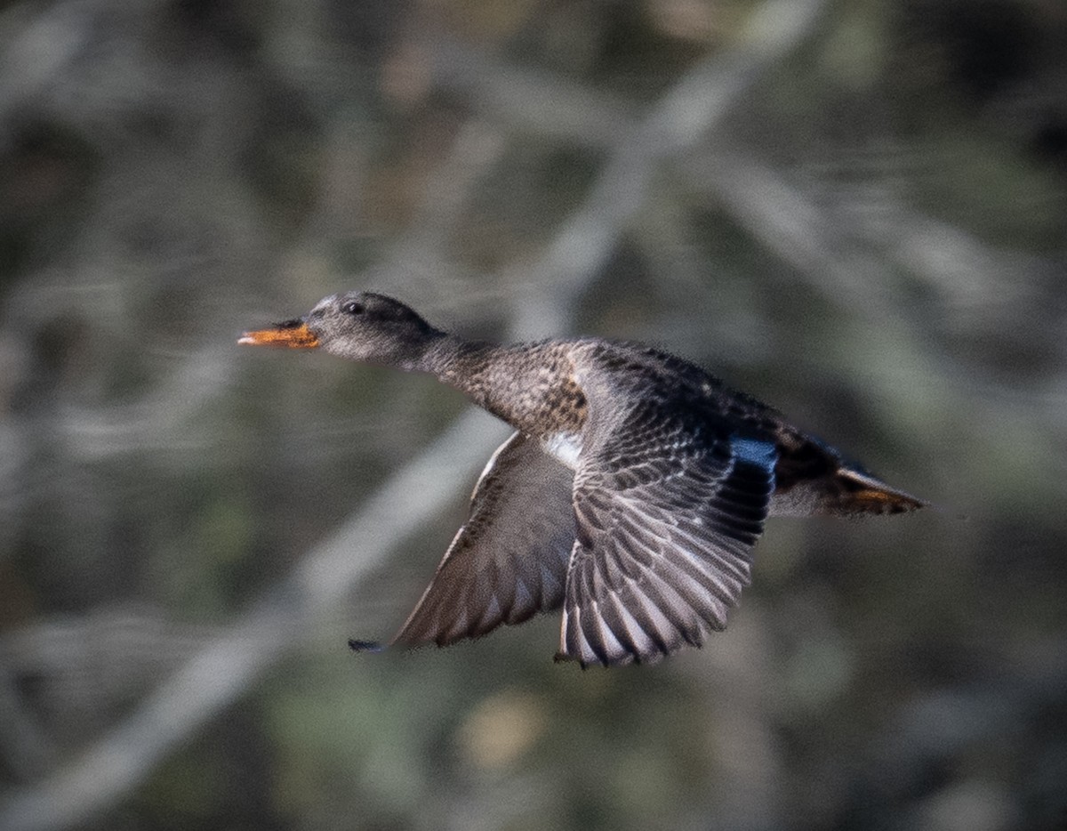 Boz Ördek - ML647263718