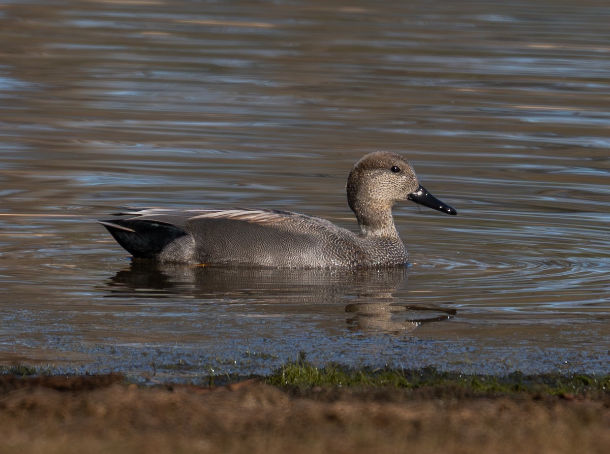 Boz Ördek - ML647263719