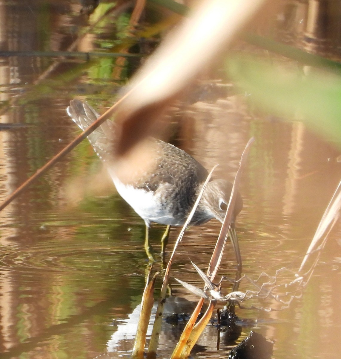 Solitary Sandpiper - ML647263721