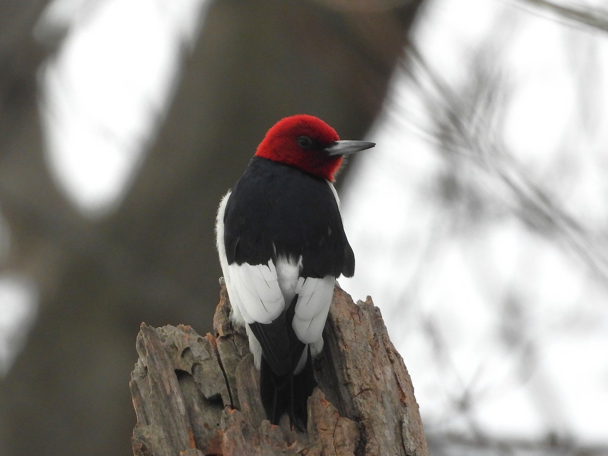 Red-headed Woodpecker - ML647263722