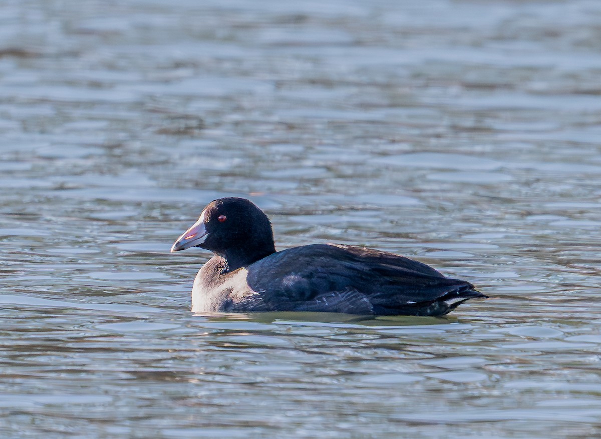 Focha Americana - ML647263724