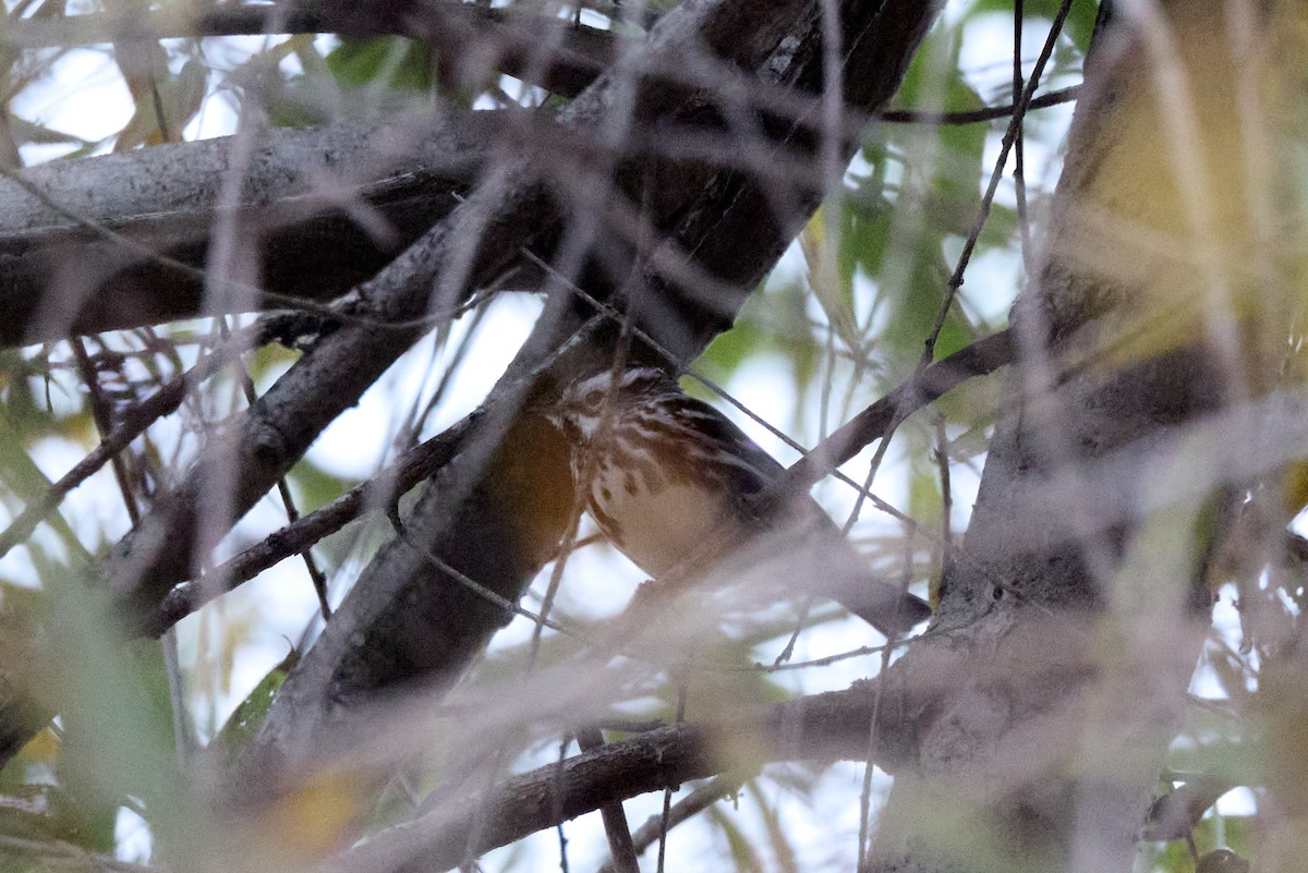 シロクロアメリカムシクイ - ML647263725