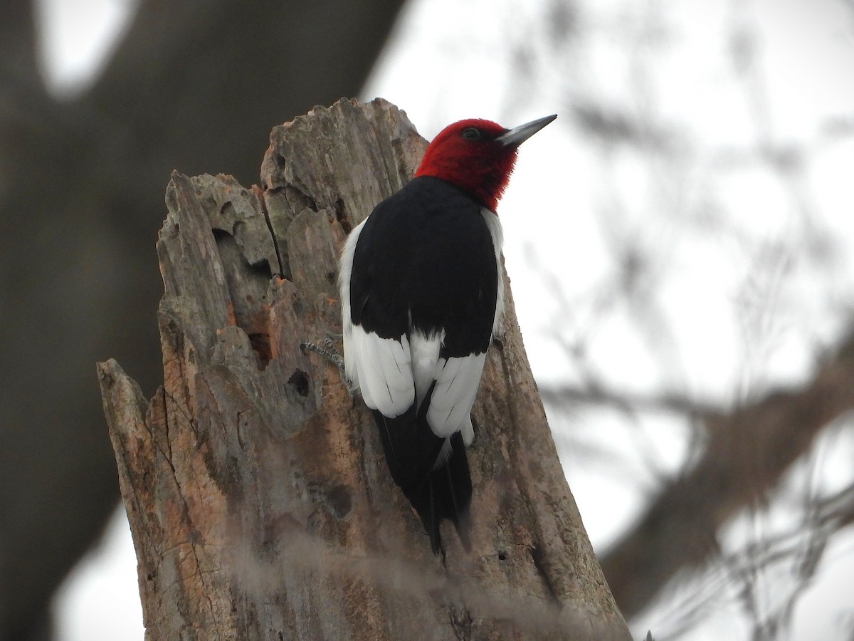 Red-headed Woodpecker - ML647263726