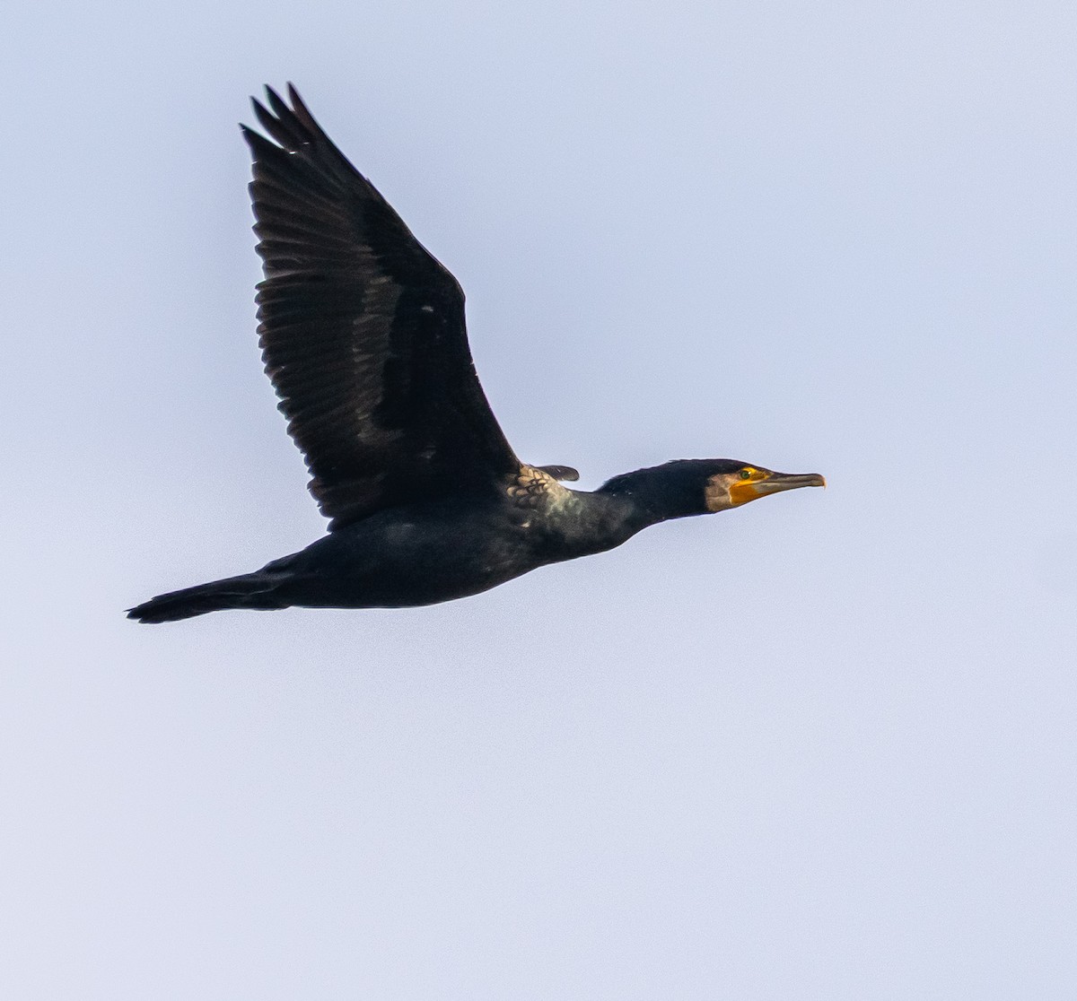 Большой баклан - ML647263731