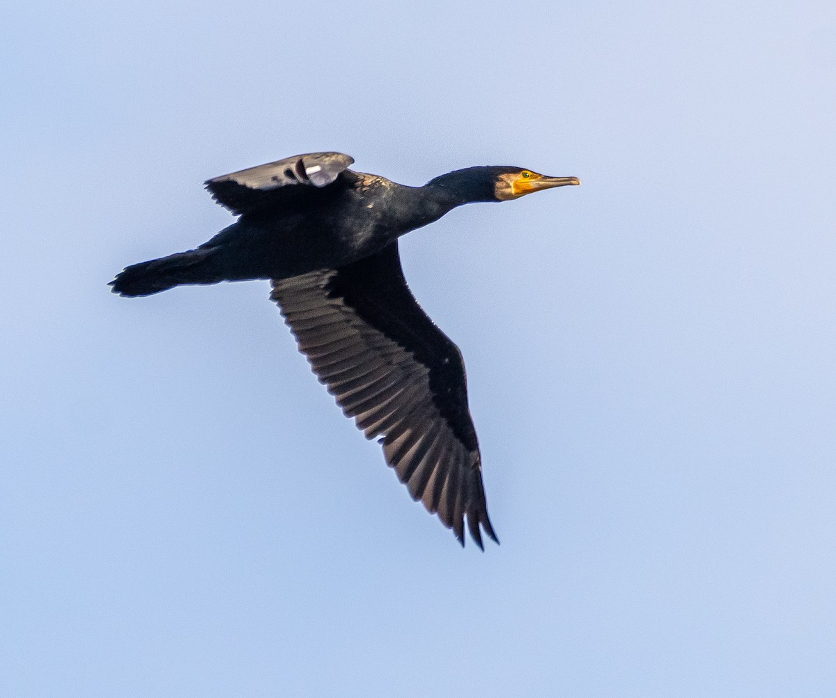 Большой баклан - ML647263732