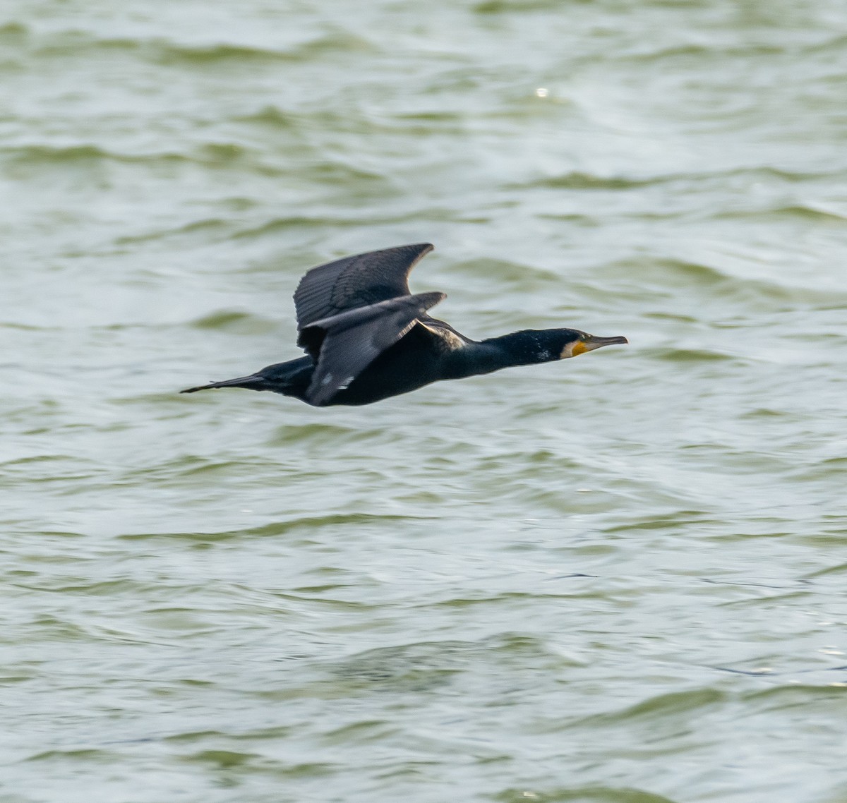 Большой баклан - ML647263734