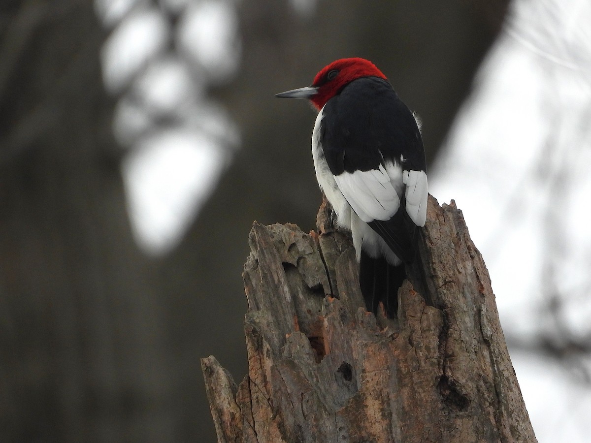 Red-headed Woodpecker - ML647263737