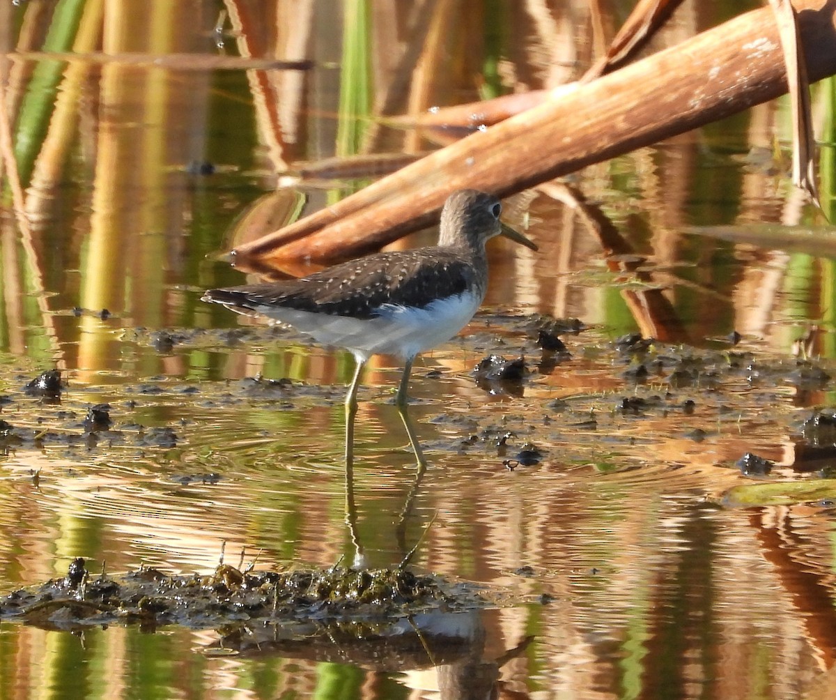Solitary Sandpiper - ML647263738