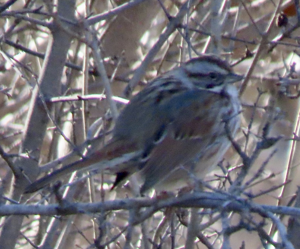 ウタスズメ - ML647263739