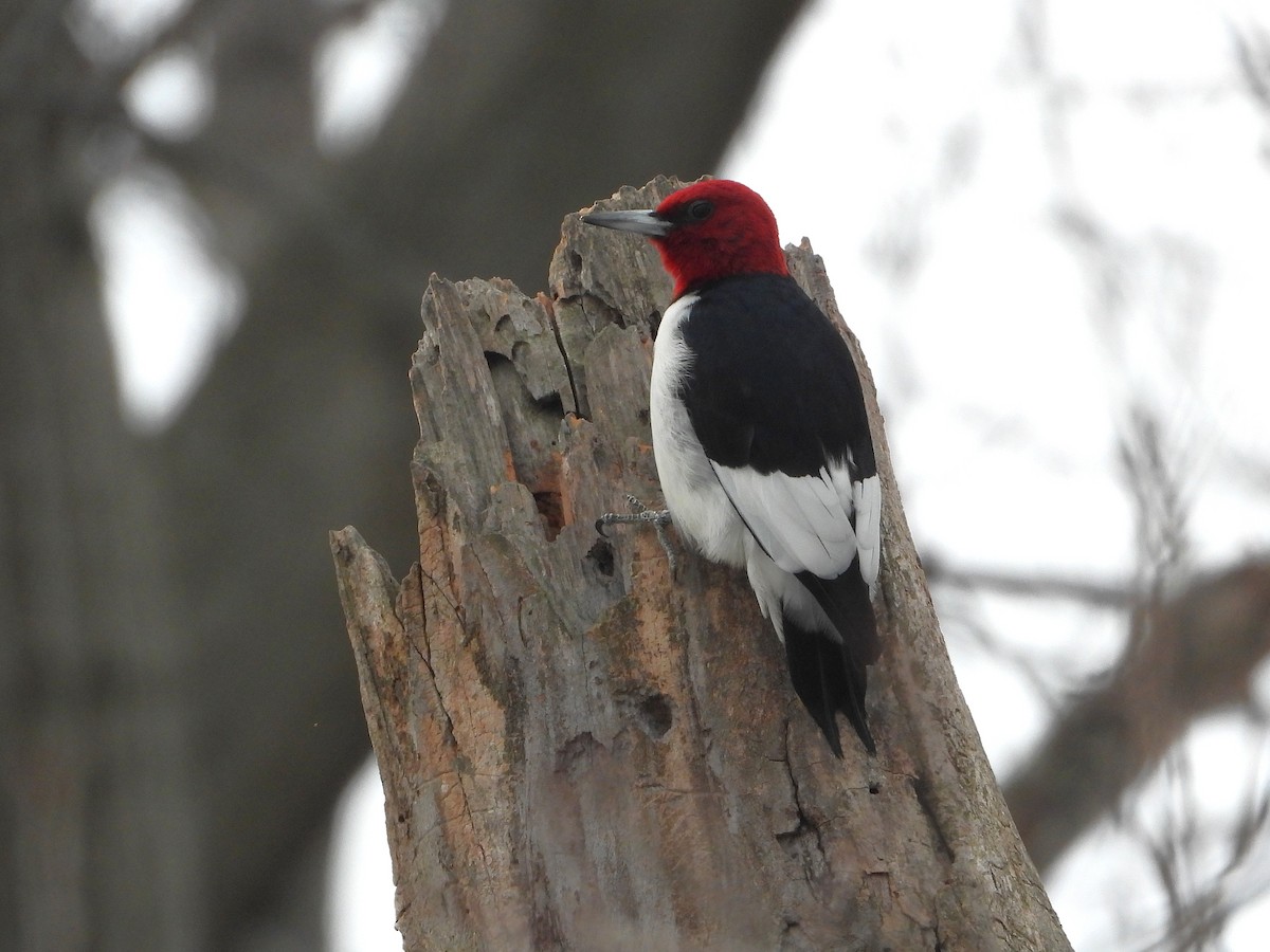 Red-headed Woodpecker - ML647263741