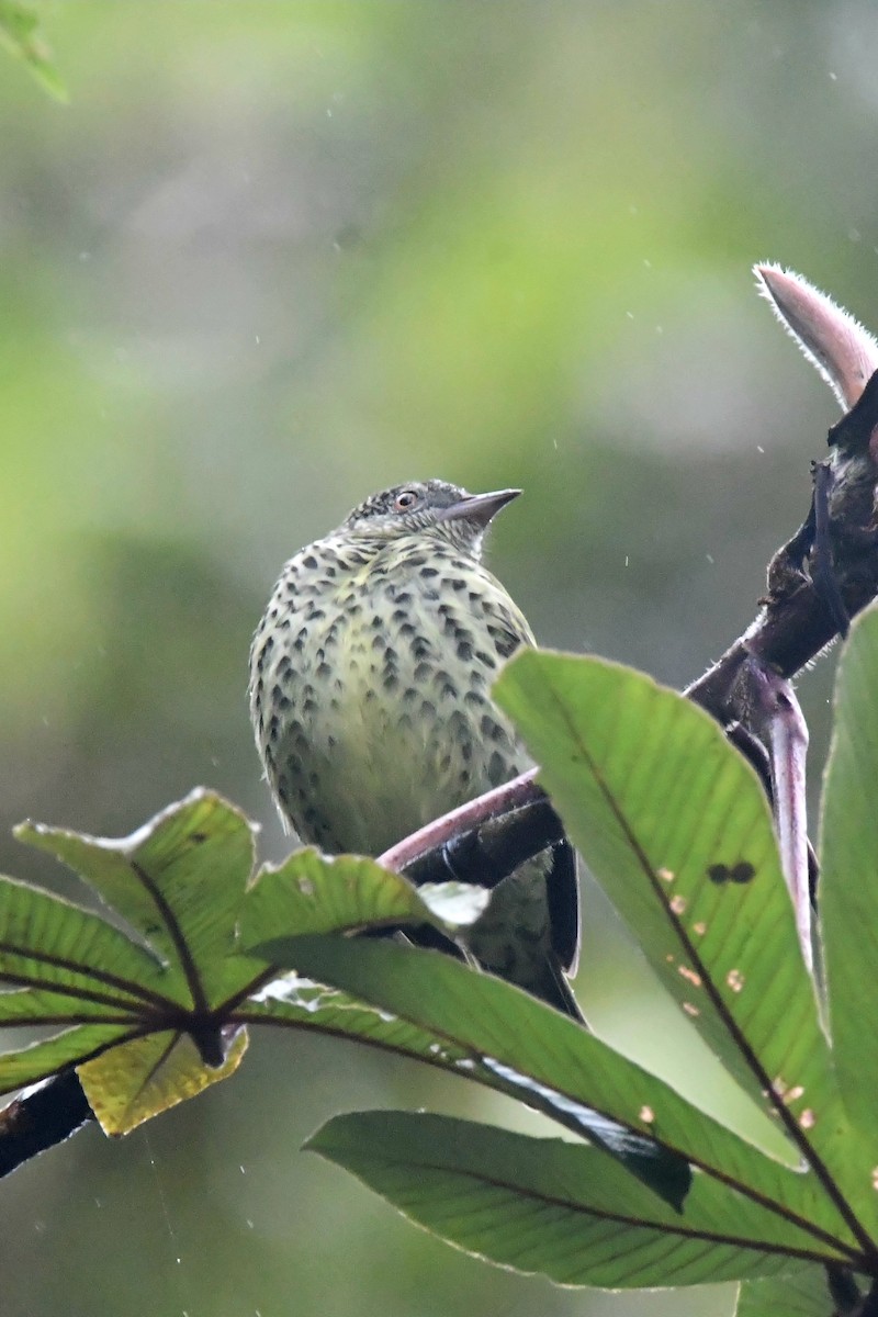 Sharpbill - ML647263751