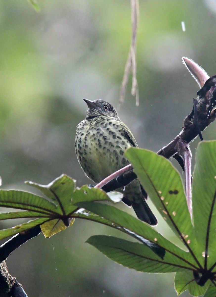 Sharpbill - ML647263752