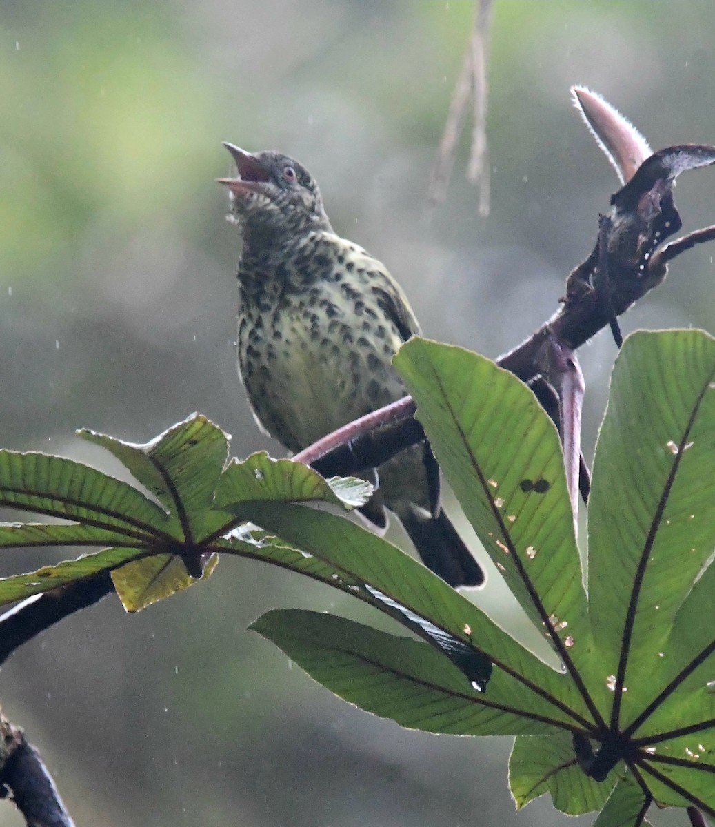 Sharpbill - ML647263755