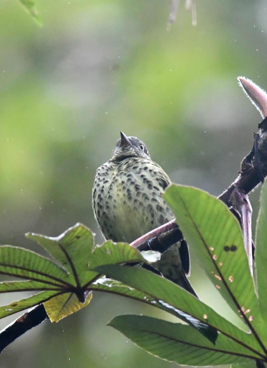 Sharpbill - ML647263756