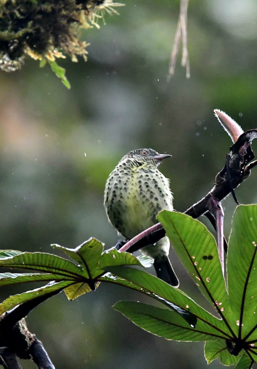 Sharpbill - ML647263757