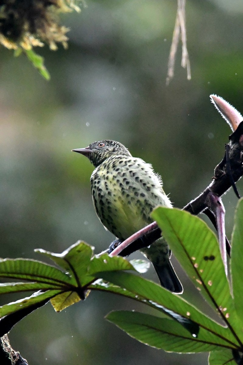 Sharpbill - ML647263758