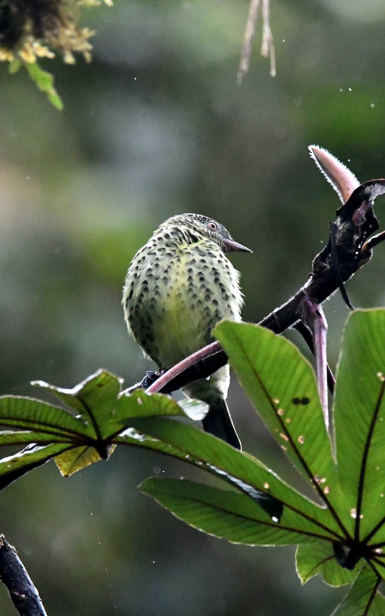 Sharpbill - ML647263759