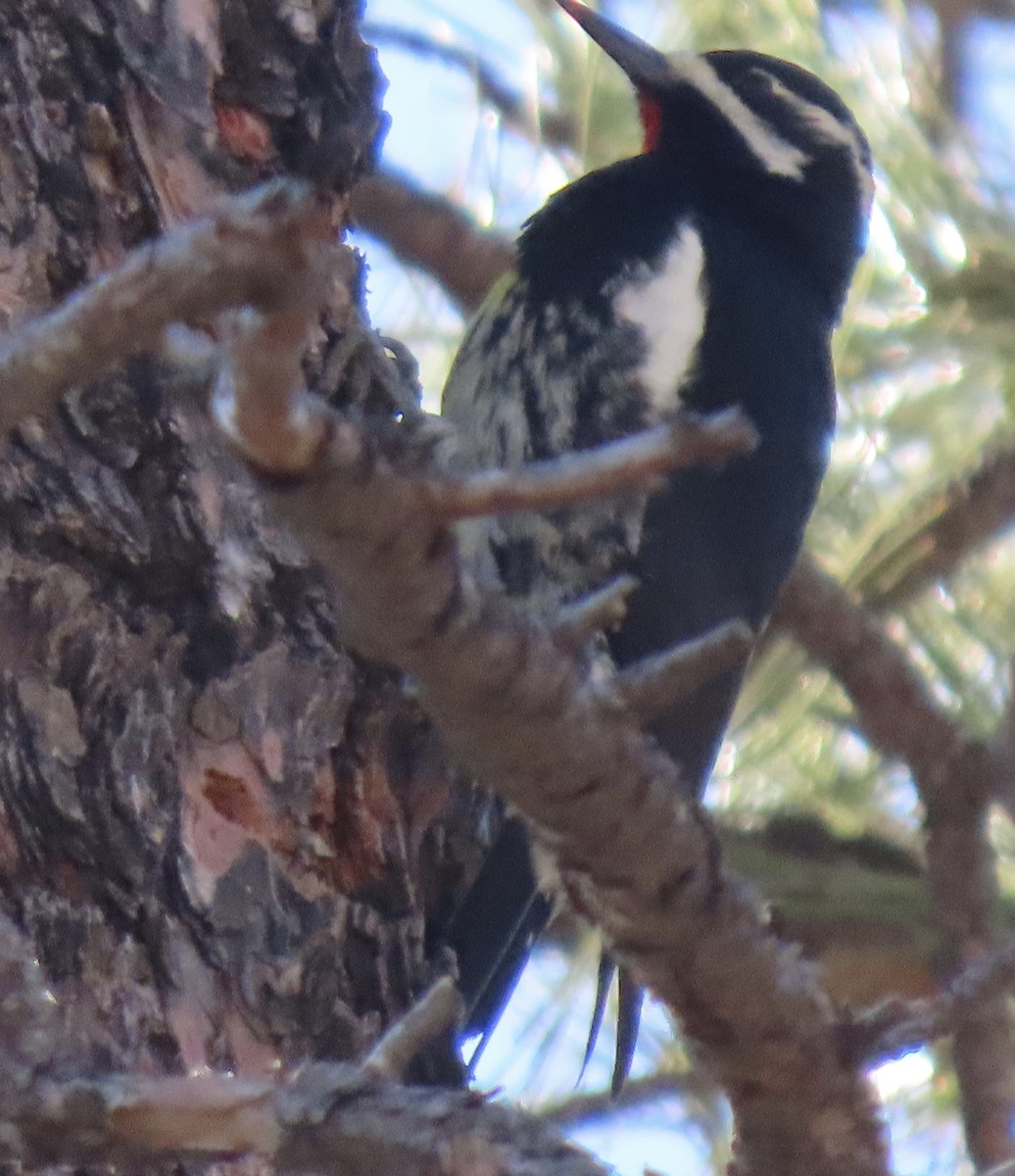 ズグロシルスイキツツキ - ML647263763