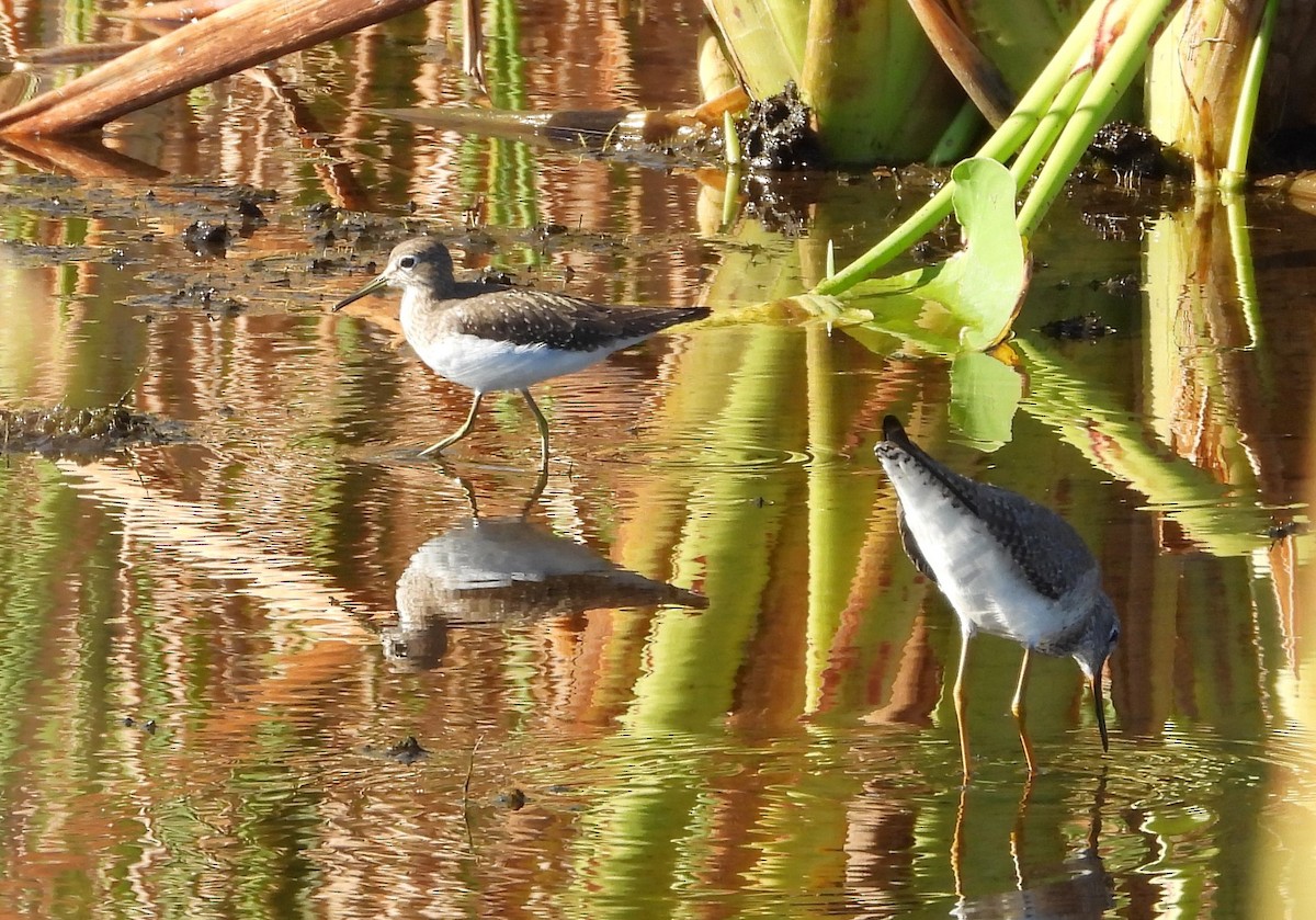 Solitary Sandpiper - ML647263764