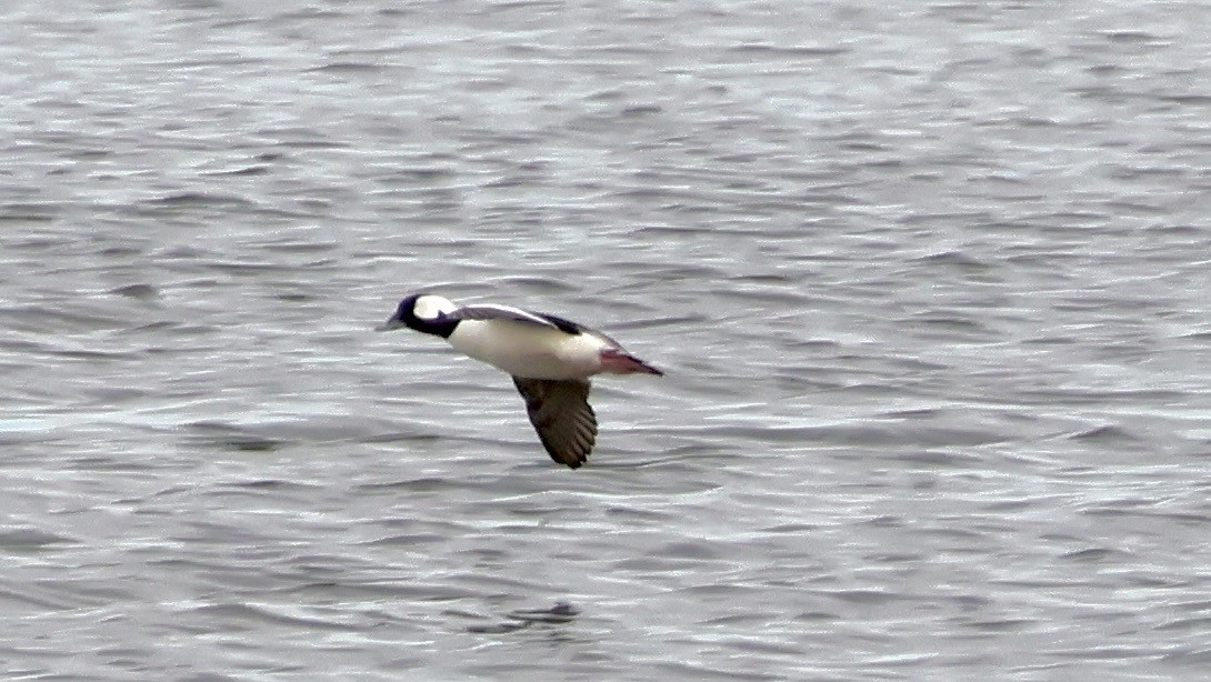 Bufflehead - ML647263767