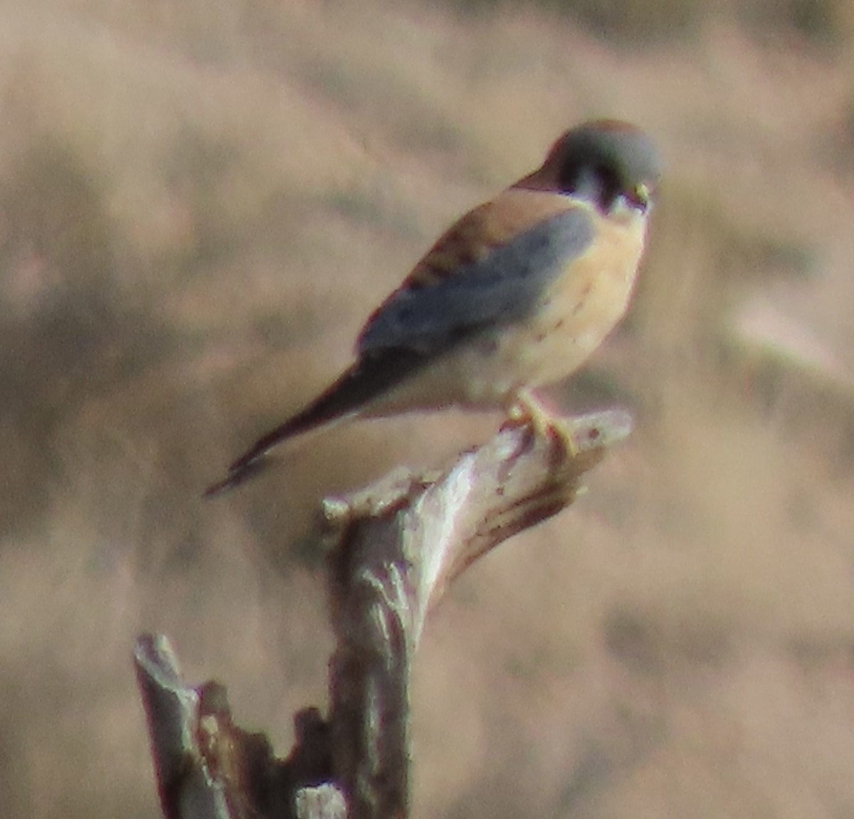 アメリカチョウゲンボウ - ML647263771