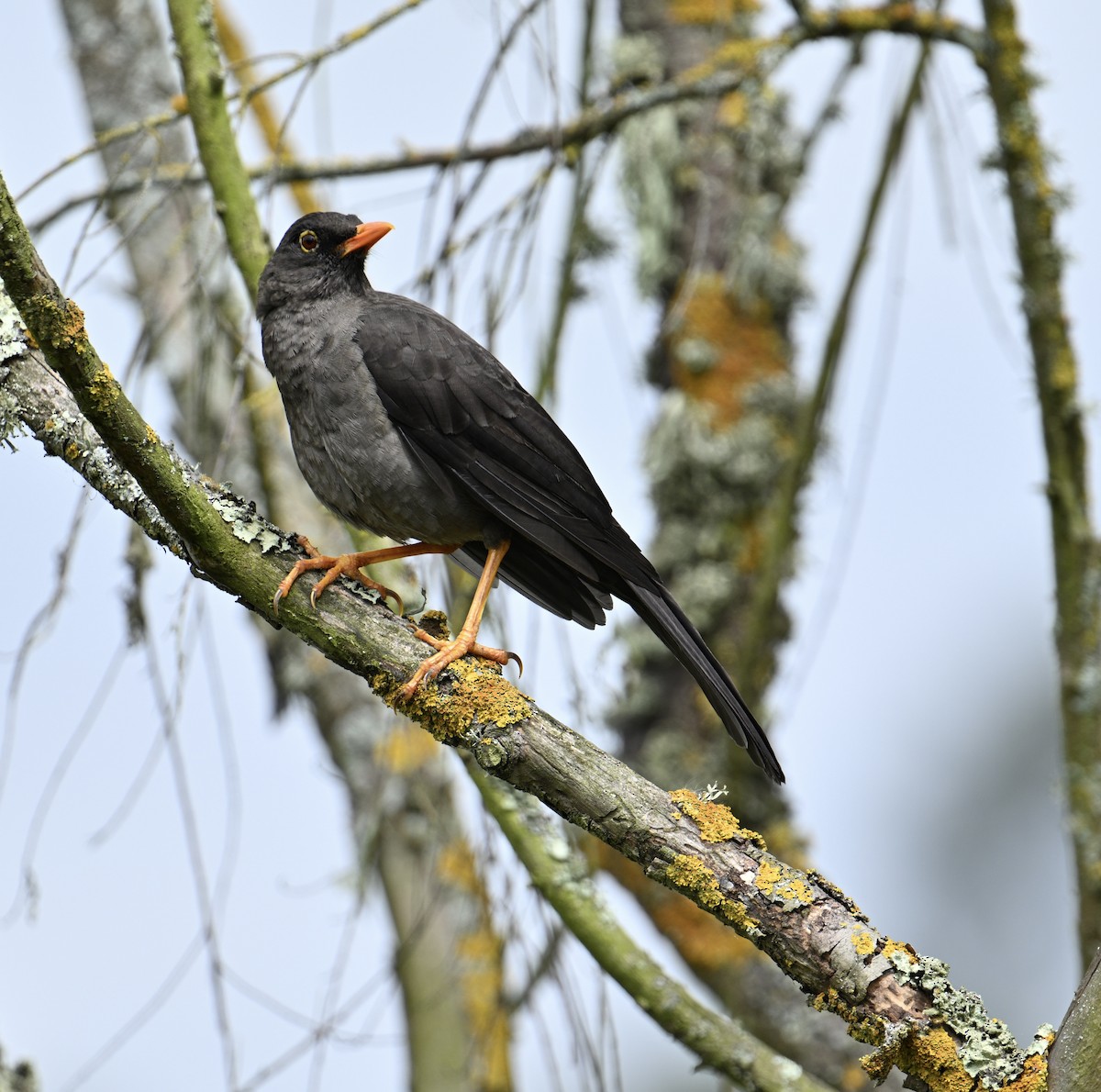 Great Thrush - ML647263772