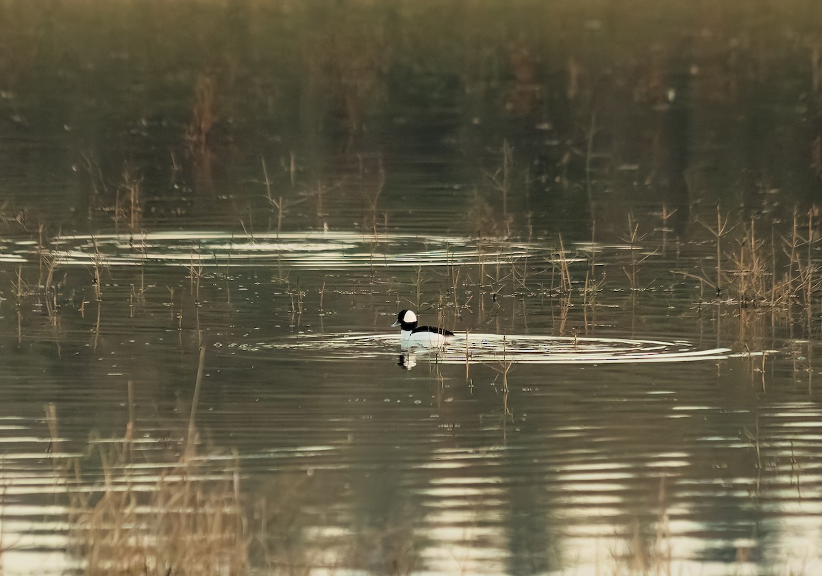Bufflehead - ML647263779