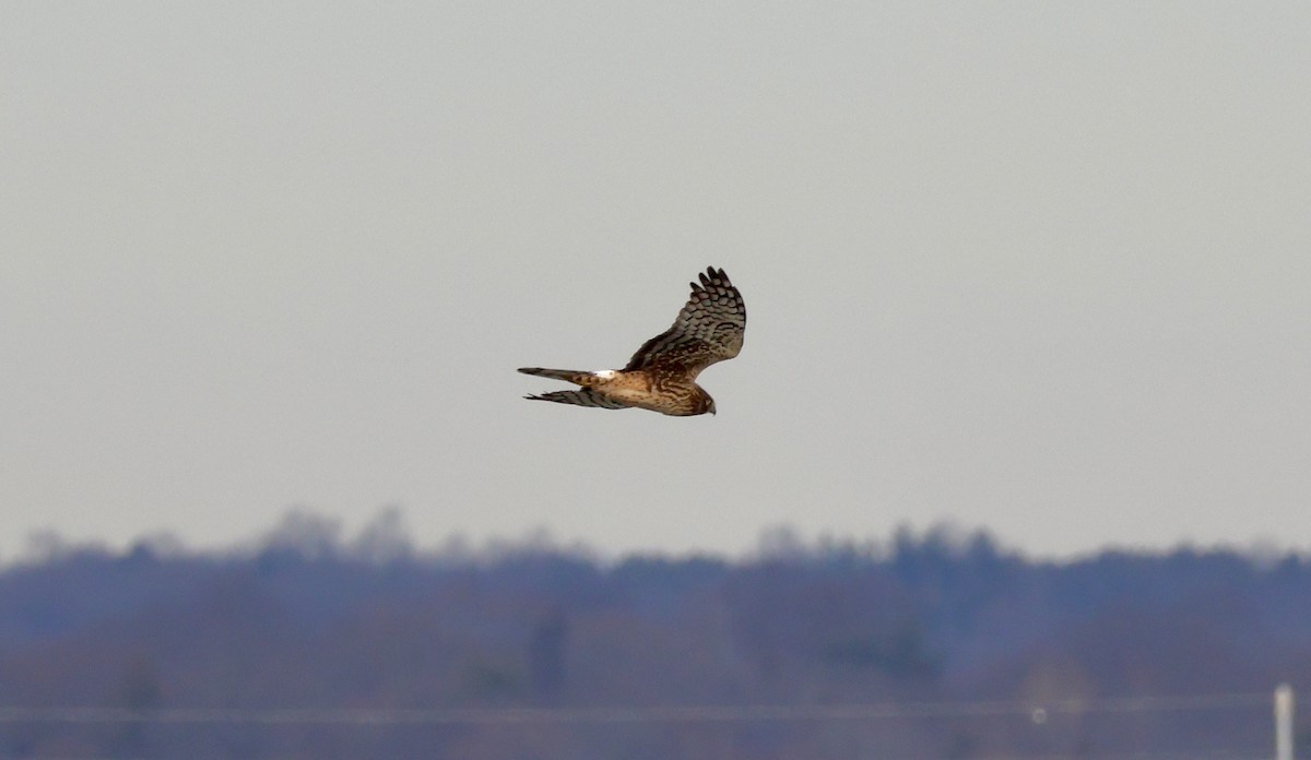 Northern Harrier - ML647263787