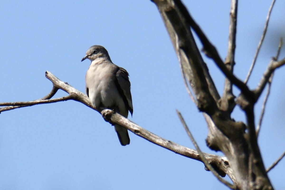 Colombe picui - ML647263796