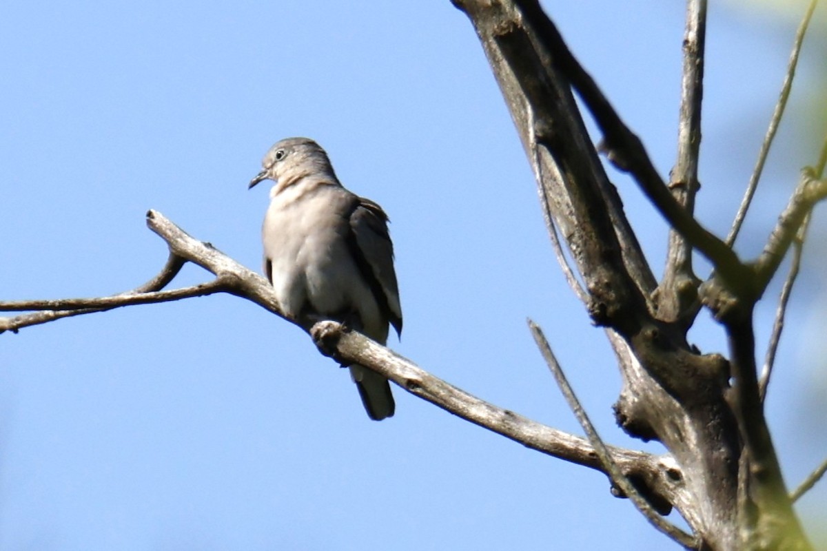 Colombe picui - ML647263797