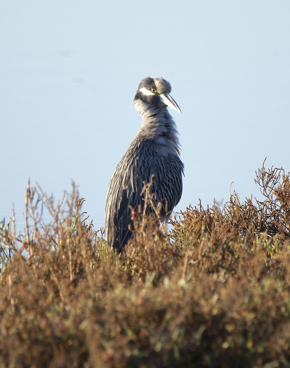 kvakoš žlutočelý - ML647263804