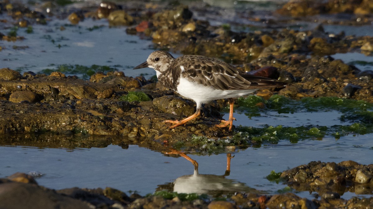 ארנריה אדמונית - ML647263807