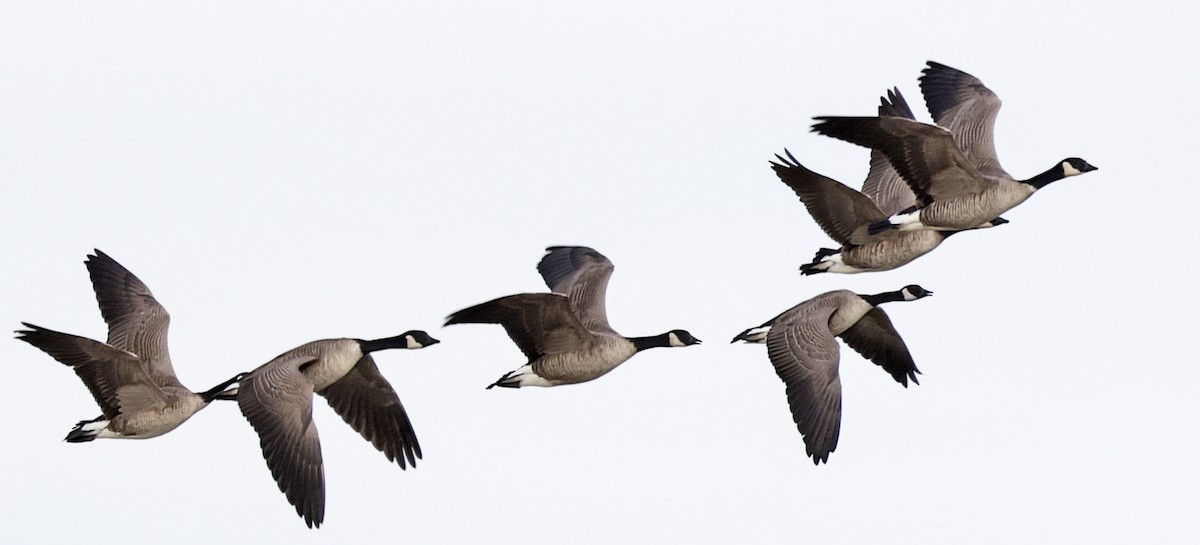 polargås - ML647263835