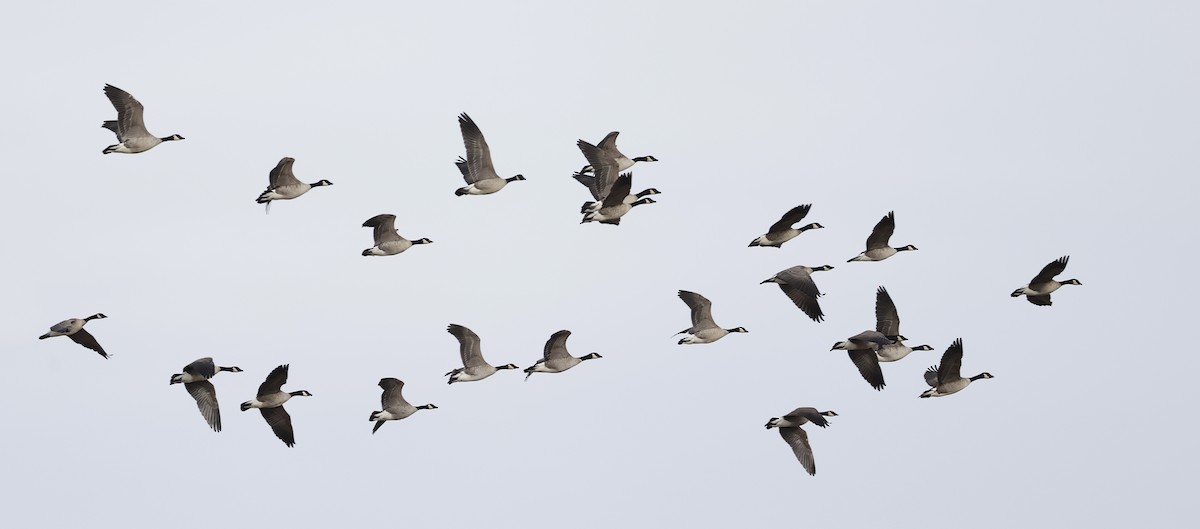 polargås - ML647263837