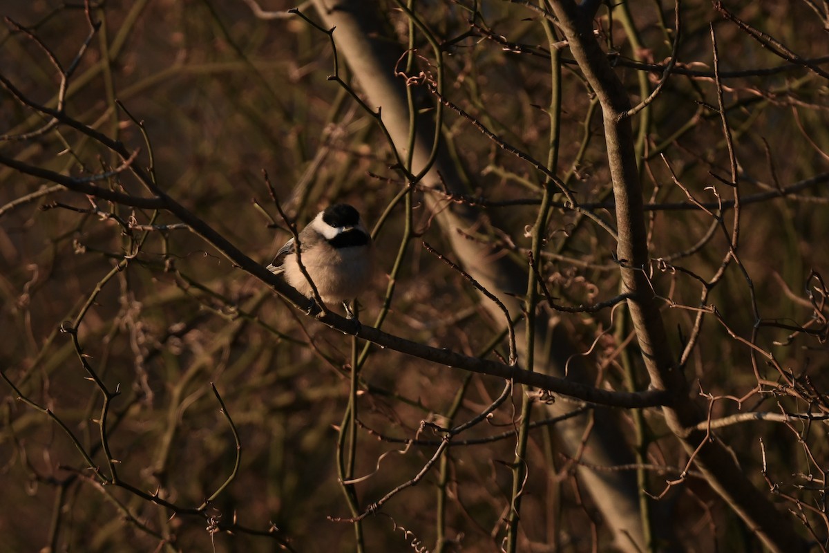 Каролинская гаичка - ML647263840