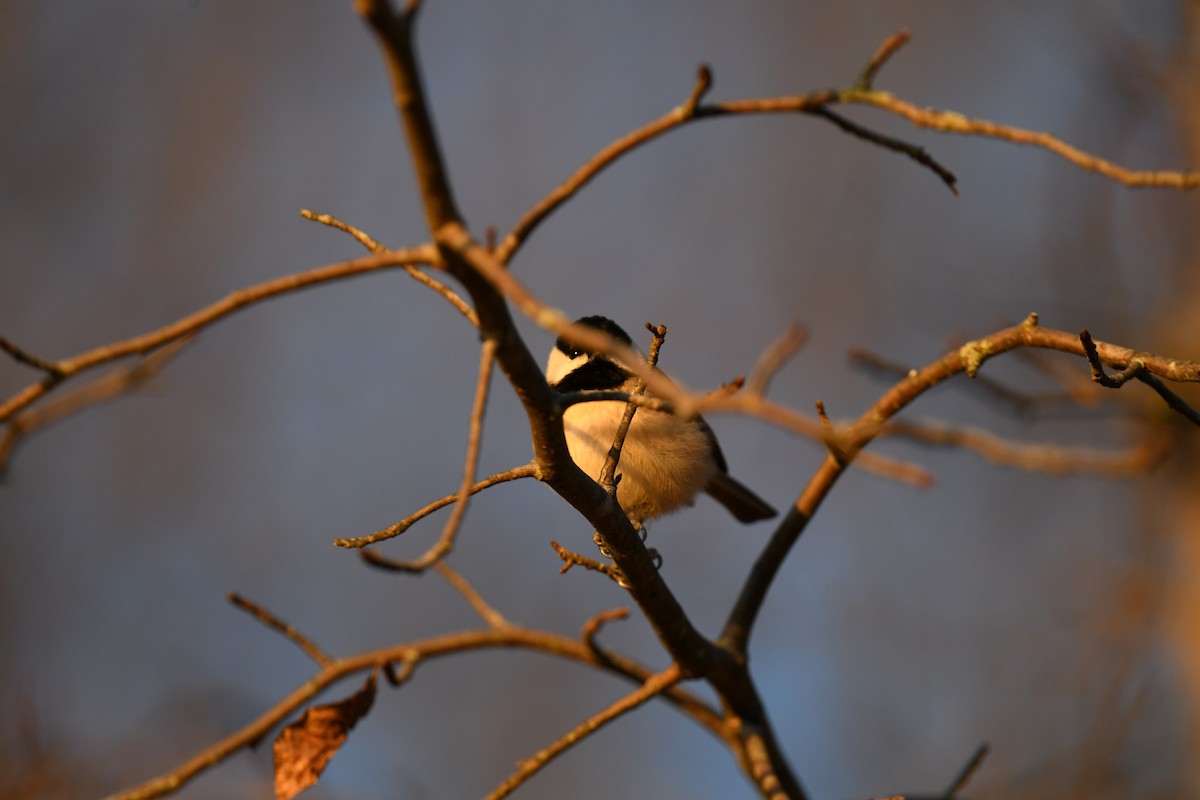 Каролинская гаичка - ML647263868