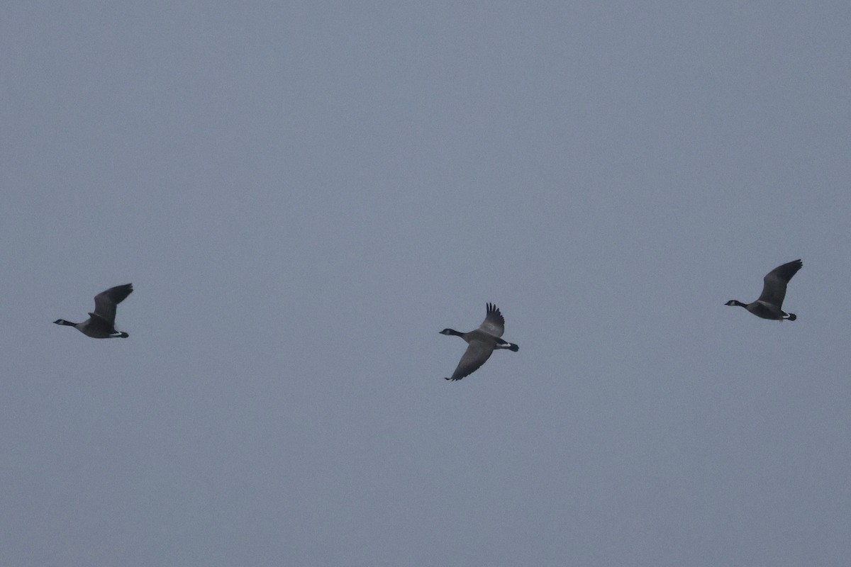 polargås - ML647263873